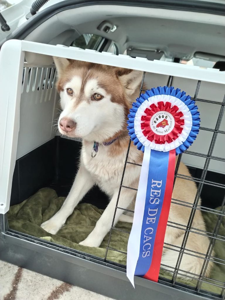 Les Siberian Husky de l'affixe Of The Snow Keeper