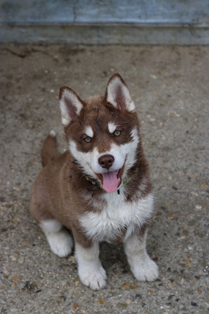 Dernier chiot disponible 