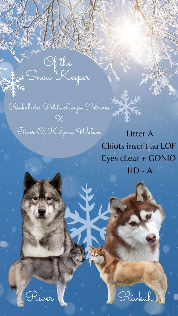 Of The Snow Keeper - Bébés huskies en route 