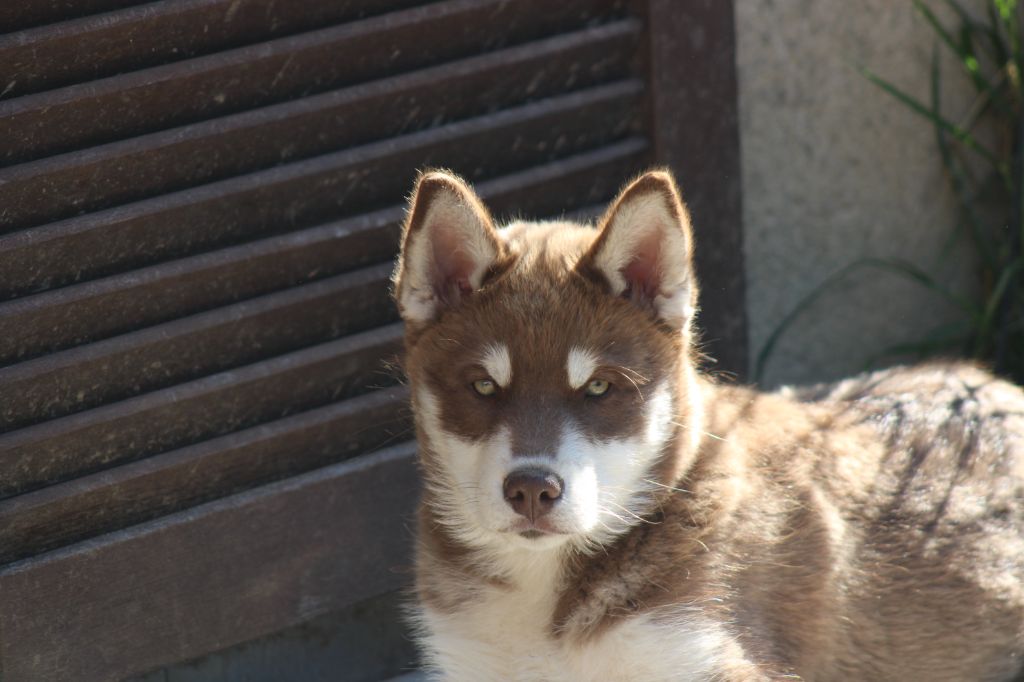 Of The Snow Keeper - Chiots disponibles - Siberian Husky